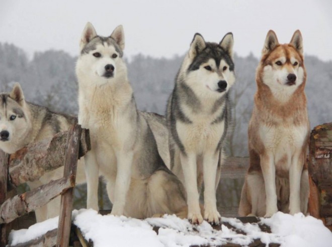 Husky Hotel Gams Beilngries